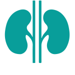Kidney icon